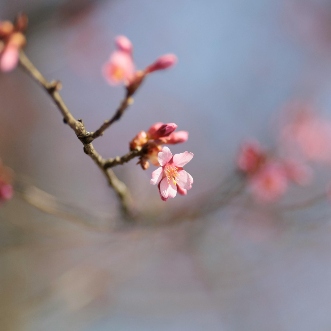 Bilder für Weibliche Kraft nach Trauer(2)