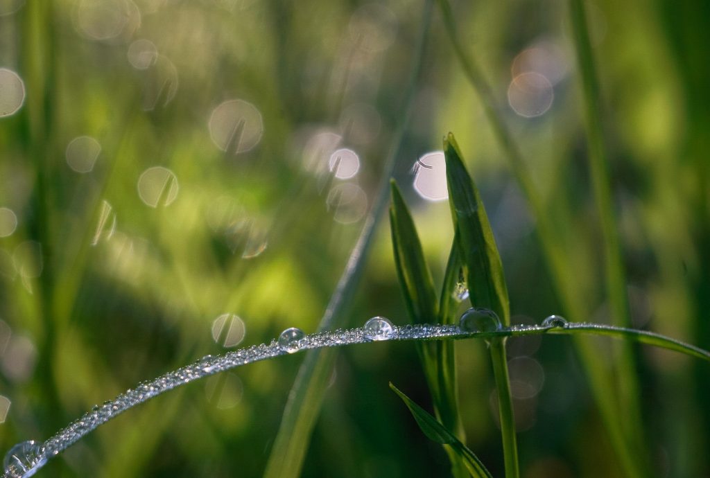 grass-2608261_1920 grass-2608261_1920