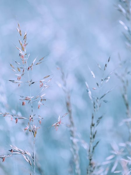 grasses-6299035_1920 grasses-6299035_1920
