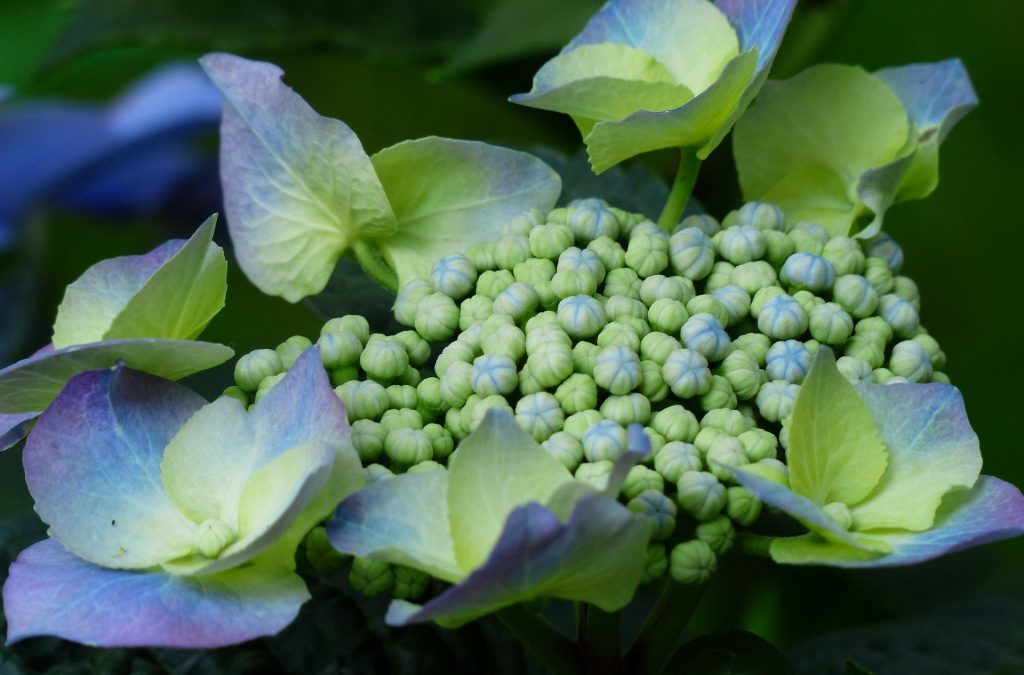 hydrangea-167253_1920