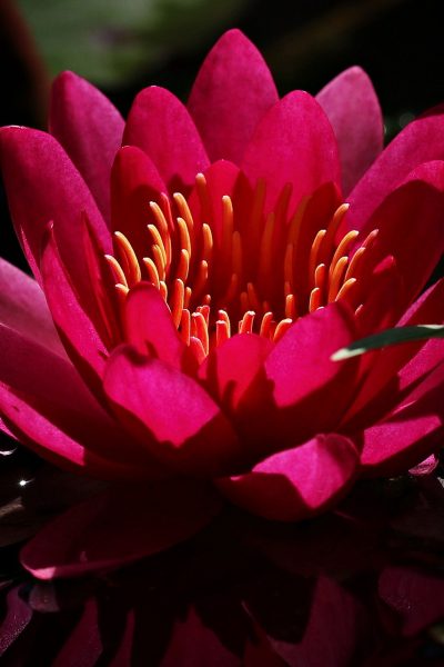 water-lily-5330137_1920